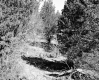 Small Clearing Surrounded by Trees