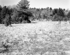 Field with Trees