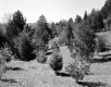 Hillside with Trees