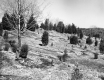 Field with Small Conifer Trees