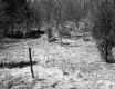 Field Surrounded by Trees with Wooden Pole