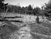 Dry Marshland