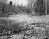 Clearing in Forested Area