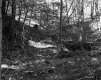 Forest Area