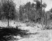 Small Clearing in Forest Area