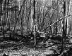 Group of trees in Forest
