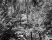 Dense Forest Scene