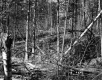 Downed Trees in Forest