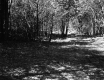 Forest Scene