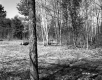 Trees and a Clearing
