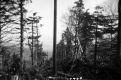 Wooden Pole in Forested Area
