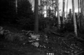 Wooden Pole in Tree Covered Landscape