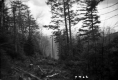 Two Wooden Poles in Forest