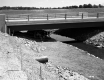 Cattle at Cattle Pass Under Bridge at I-89
