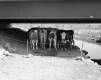 View of Cattle at Cattle Pass Under I-89 Bridge
