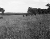 Field with Tall Grass Next to I-89 