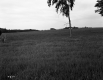 Field with Fence