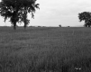 Field with Trees and Fence