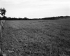 Vast Field with Fence