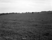 Field with Trees in Distance