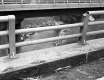 Close Up View of Broken Guardrail and River