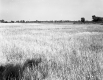 Vast Field Near I-89