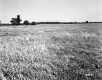 Field Near I-89