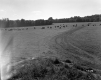 Field with Cows Grazing