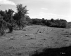 Field with Trees and Fence Near Future Site of I-89