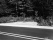 Forested Area Next to Paved Road