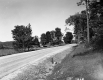 Trees Line Route 5A