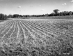 View of Cornfield