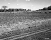Cows Grazing on Cornfield