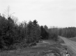 Trees next to Dirt Road