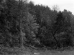Trees with Short Plants in Front