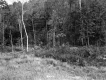 Trees Behind Meadow