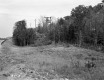 Trees and Electrical Poles