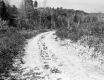 Dirt Road Leading to Trees