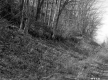Grassy Hill with Trees