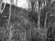 Wooded Hill