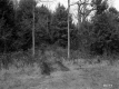 Car Tracks and Trees