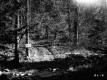 Dirt Road in Forest