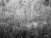 Thickets