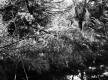 Thick Brush