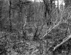 Thickets and Trees