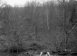 Trees on Hill