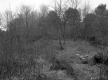 Trees on Hill