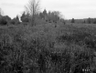 Tall Grass on Hill