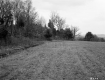 Field at Edge of Trees