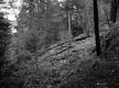 Close-up of Forest Ground